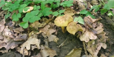 У Луцькому районі збирають гриби-синяки (фото)
