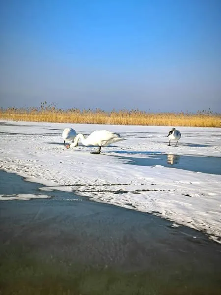 Трава на берегах і крига на воді: на Світязі зима зустрічає весну (фото)