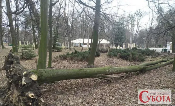 Лісовий капкан: як повалене дерево перетворюється на смертельну пастку