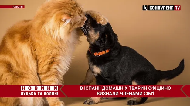 В Іспанії домашніх улюбленців офіційно визнали членами сім'ї (відео)