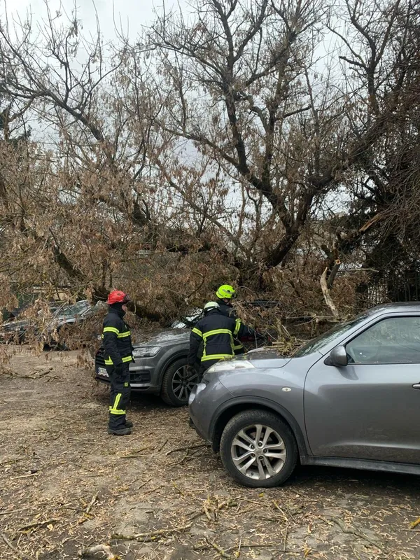 У Луцьку вітер повалив дерево на автомобіль (фото)