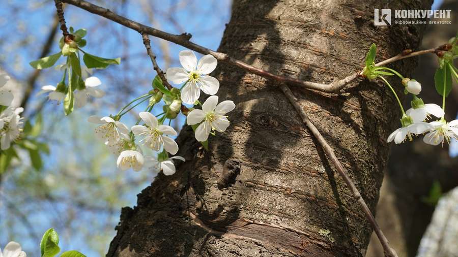 Сонце, квіти і коти: Луцьк заполонила справжня весна (фото)