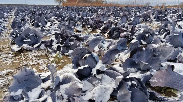 Аномалія: на Волині посеред зими збирають урожай капусти (фото)