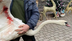 У Луцькому зоопарку прихистили підстреленого лебедя (фото)