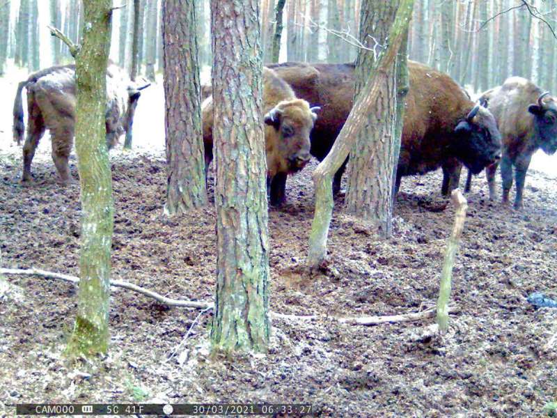 Зубреня, олені, рідкісні журавлі: волинські лісівники показали своїх підопічних (фото, відео)