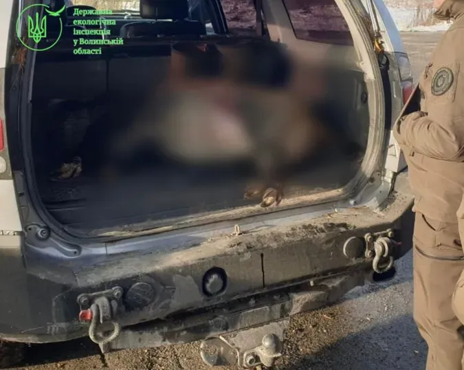 Відбувся штрафом: на Волині засудили браконьєра за вбивство самки кабана