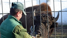 Луцький зоопарк отримав від лісівників тонну сіна і кормові віники (фото)