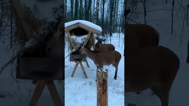 Як волинські єгері допомагають звірам пережити зиму (фото, відео)