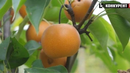 Це нонсенс: біля Луцька чоловік вирощує екзотичні фрукти (відео)