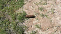 Волинянин, збираючи гриби у лісі, знайшов снаряд (фото)