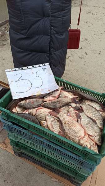 Карасі, товстолоби, коропи: на Волині продавали 34 кілограми риби без документів (фото)