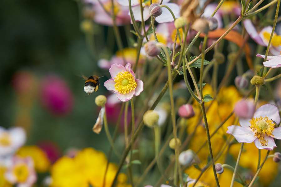 Неймовірний квітковий світ Луцького зоопарку (фото)