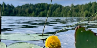 На Волині серед лісів заховалося неглибоке озеро з теплою водою (фото)