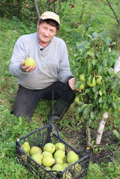 На Волині з однієї яблуні збирають 100 кілограмів врожаю: як вдається (фото)