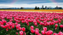 На Волині розпочався фестиваль квітів «Волинська Голландія» (відео)