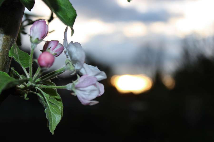 «День лягає спочивать»: весняне надвечір’я у волинському містечку на фото
