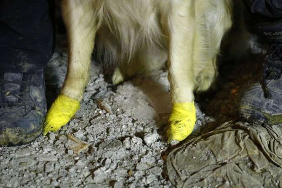У Туреччині пес з чотирма пораненими лапами рятує людей (фото)