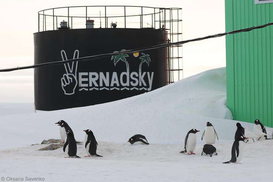 Українські полярники показали пінгвінів дженту під час шлюбного сезону (фото)
