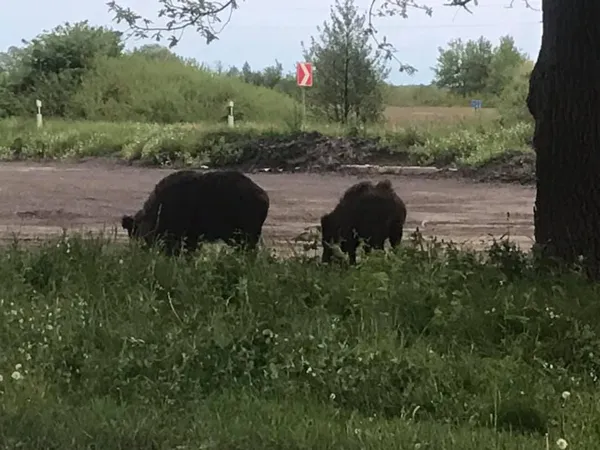 У Луцькому районі біля зупинки паслися дикі кабанчики (фото, відео)