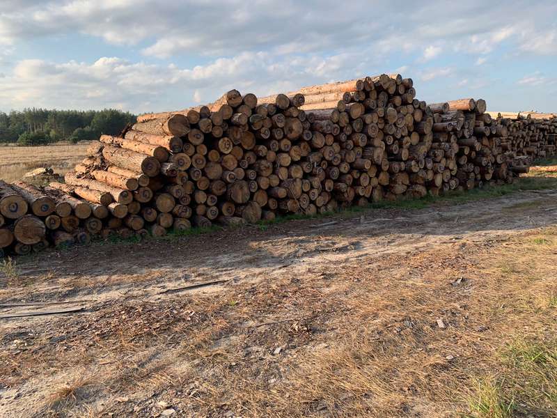 Сім обшуків – понад 700 кубів лісу: на Волині знайшли сумнівну деревину (фото, відео)