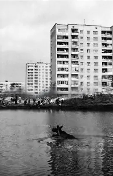 Не свинею єдиною: як у 1987 році по Сапалаївці у Луцьку плавав лось (фото)