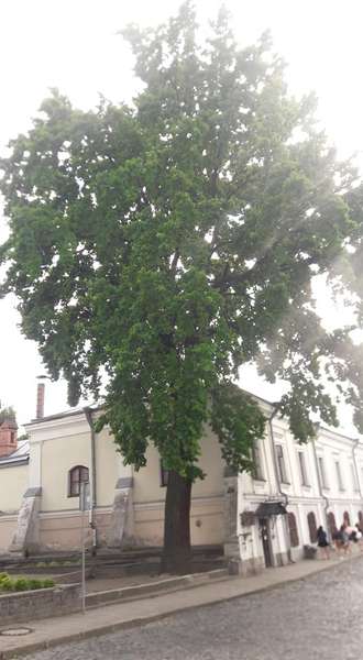 У Луцьку знайшли, ймовірно, найстаріше дерево міста (фото)