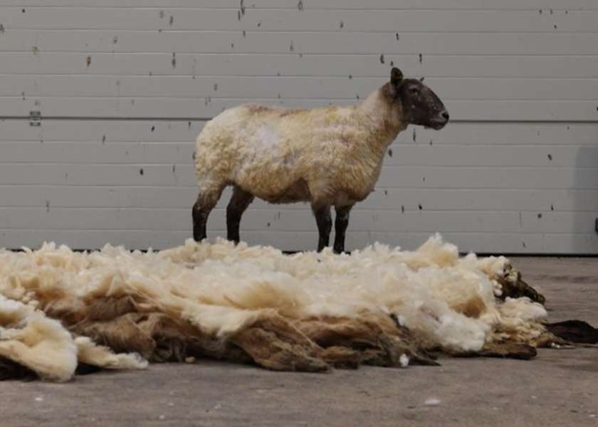 У Шотландії врятували «найсамотнішу вівцю», яка 2 роки жила біля недоступної скелі