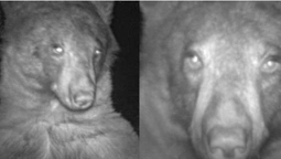 «Селфі-ведмідь»: у лісі Колорадо ведмідь зробив 400 селфі (фото)