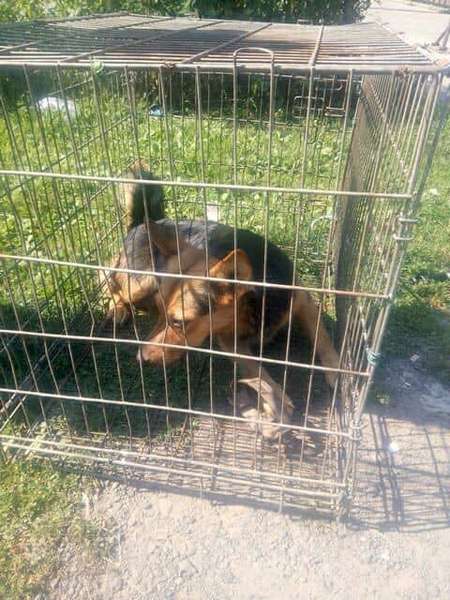 Лучанин ставить капкани на безпритульних собак (фото)