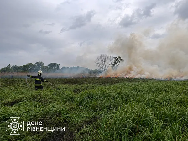 Почули писк у заростях: на Рівненщині вогнеборці винесли з палаючого поля двох оленят (фото)