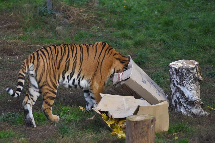 І для відвідувачів, і для тварин: у «Луцькому зоопарку» – «гарбузове» свято (фото)