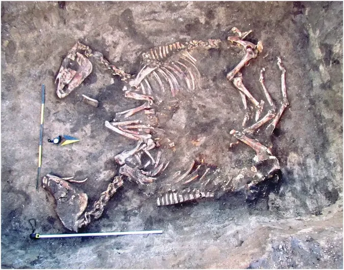 Рештки двох коней у кургані біля Гусятина. Przemyslaw Makarowicz et al. / Journal of Field Archaeology, 2022