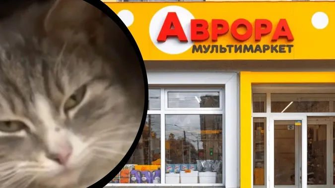 На Волині в «Аврорі» у відділі корму для тварин поселився кіт (відео)