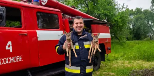 Почули писк у заростях: на Рівненщині вогнеборці винесли з палаючого поля двох оленят (фото)