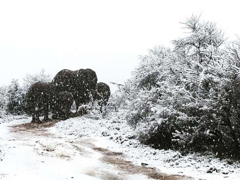 В Африці випав сніг (фото) 