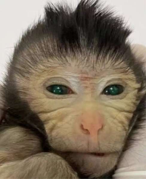 Вчені створили мавпу-химеру, що світиться зеленим: який вона має вигляд (фото)