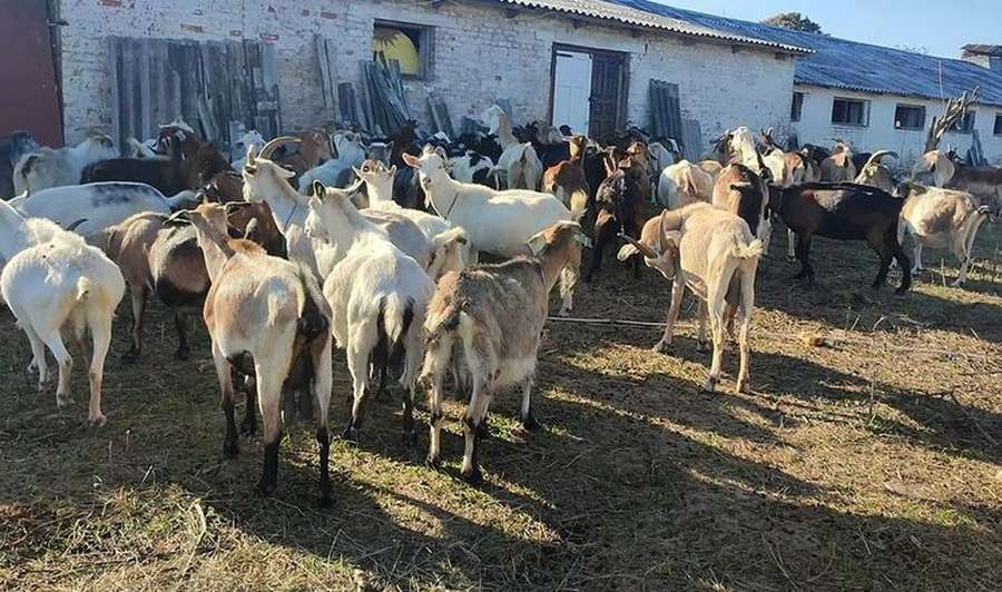 Фермер з Донеччини евакуював у село під Луцьком 150 кіз і цапів (відео)