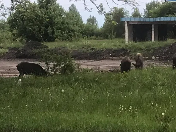 У Луцькому районі біля зупинки паслися дикі кабанчики (фото, відео)