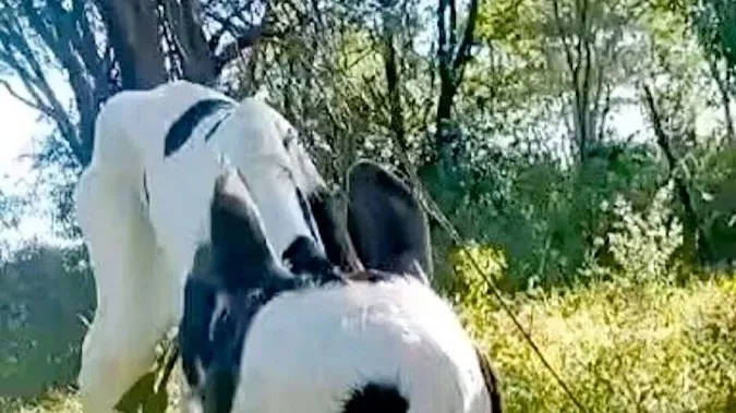 Теля-мутант народилося з двома головами та трьома ротами: який вигляд має тварина (відео)