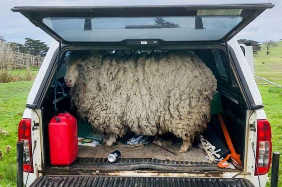 У Австралії вівця, яка зникла 7 років тому, повернулася додому (фото)