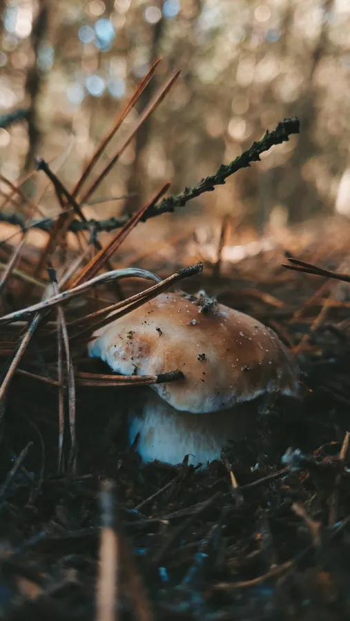У лісі на Волині знайшли дитячу голову (фото)
