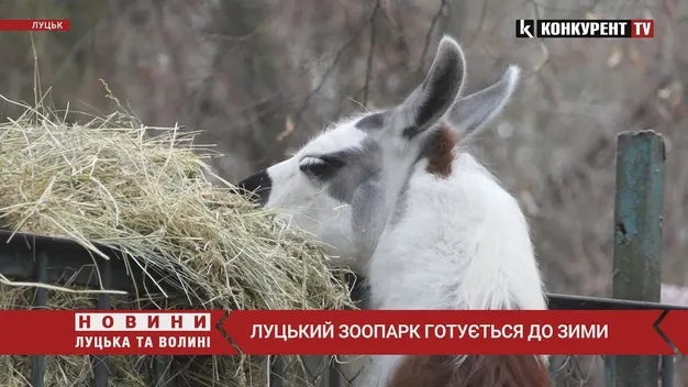 Луцький зоопарк готується до зими (відео)