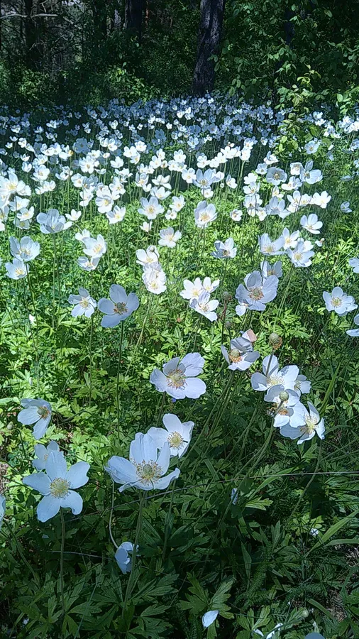 У «Цуманській пущі» квітне рідкісна для Волині рослина (фото)