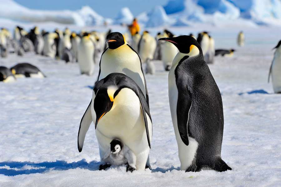 В Антарктиді вчені знайшли нову колонію імператорських пінгвінів