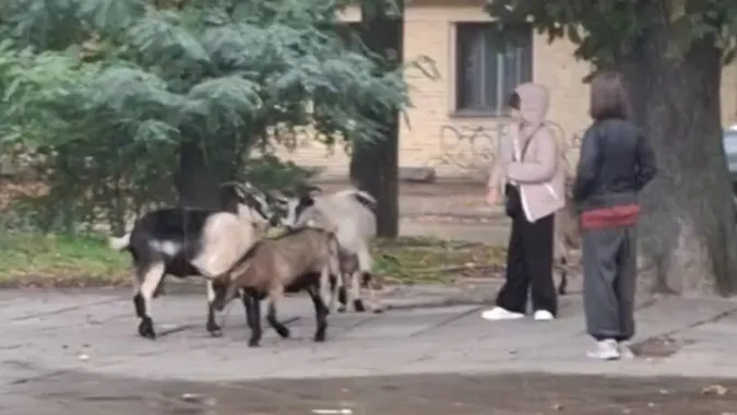 Стадо кіз помітили на проспекті Грушевського у Луцьку (відео)