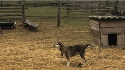 Біля Луцька для охорони в полі залишили собак: просять перевірити факт жорстокості (фото, відео)