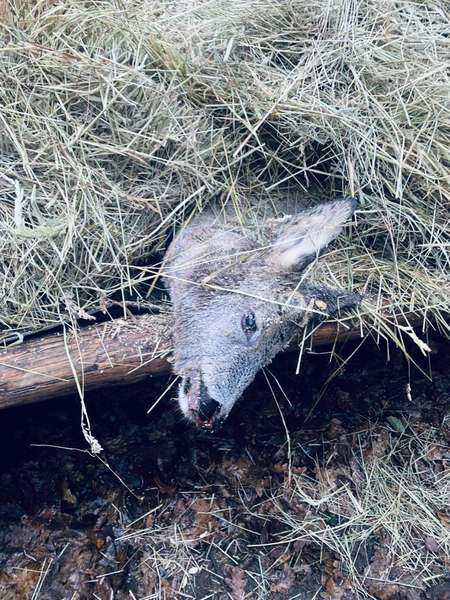 У заказнику на Турійщині браконьєри вполювали козулю (фото 18+)