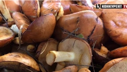Де на Волині найбільший «врожай» грибів: перелік локацій (відео)