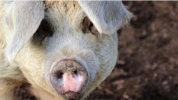 У волинському Свинарині шукали свиню року (відео)