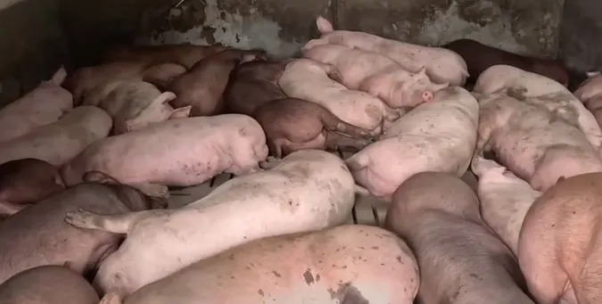 На Волині село підняло бунт проти будівництва ферми на 12 тисяч свиней (відео)